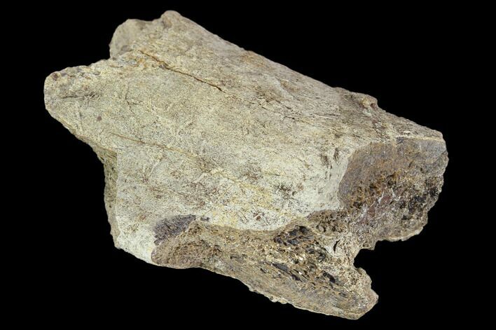 Fossil Triceratops Rib Section - North Dakota #117369